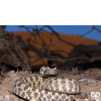 گونه مار شاخدار ایرانی Persian Horned Viper 